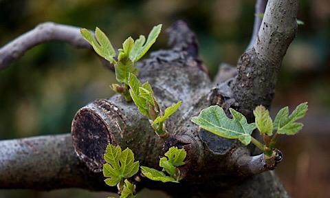 E2D11BDD B2B2 4BC1 A165 ABD8FF346BBA