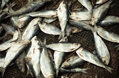 65F9153A 393E 48C0 8D8E 596726A050AC