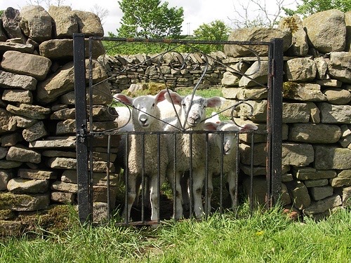 YO SOY LA PUERTA Y HE VENIDO PARA QUE TENGAN VIDA